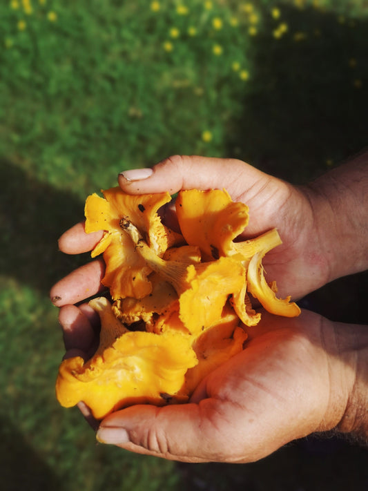Why Our Saffron is Worth Every Penny